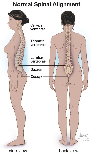 spinal alignment